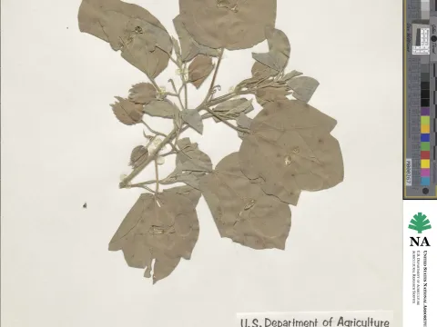 Gossypium incanum