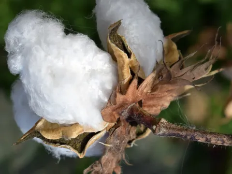 Upland cotton