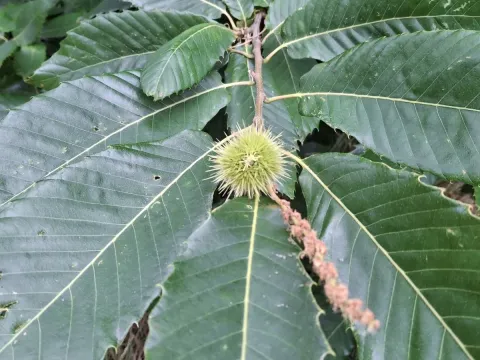 Sweet chestnut