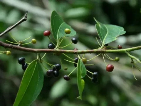 Goupia