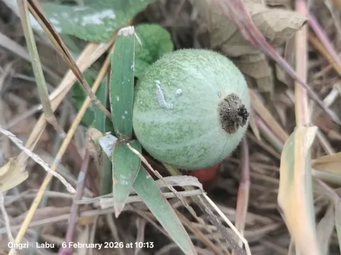 Trichosanthes scabra