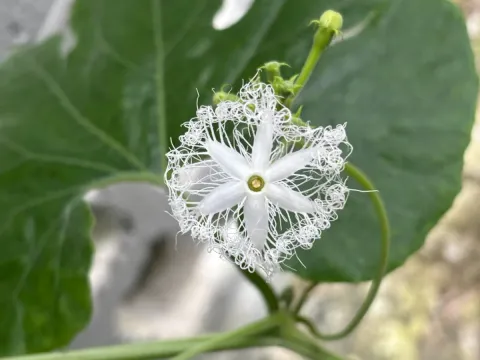 Gymnopetalum