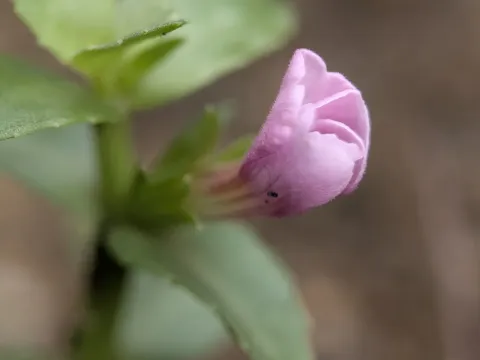 Gratiola