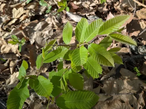 Ozark chinquapin