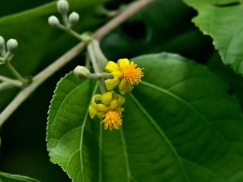 Phalsa