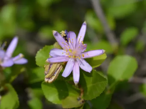 Grewia caffra