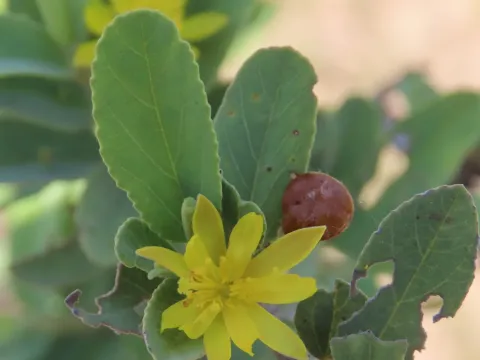 Yellow raisin bush