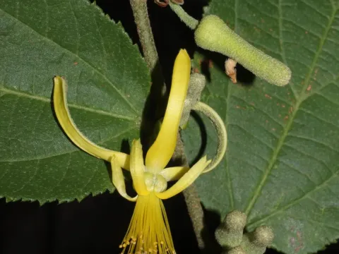 Grewia flavescens