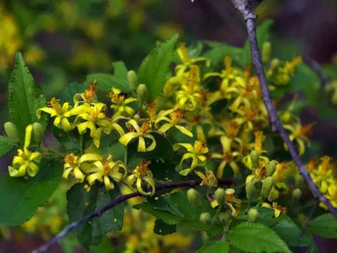 Grewia microcarpa