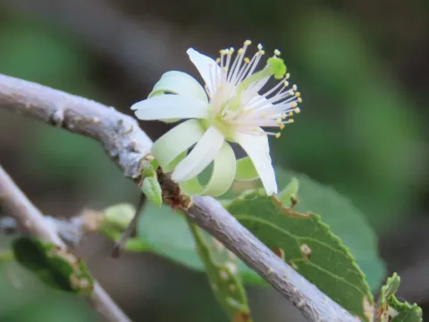 Grewia tenax