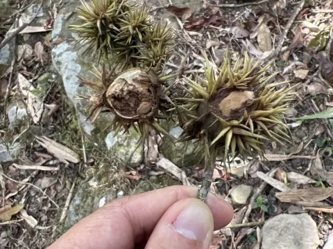 Castanopsis