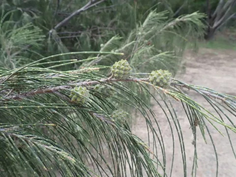 Casuarina