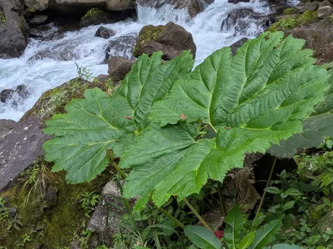 Gunnera