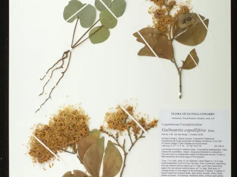 Guibourtia copallifera