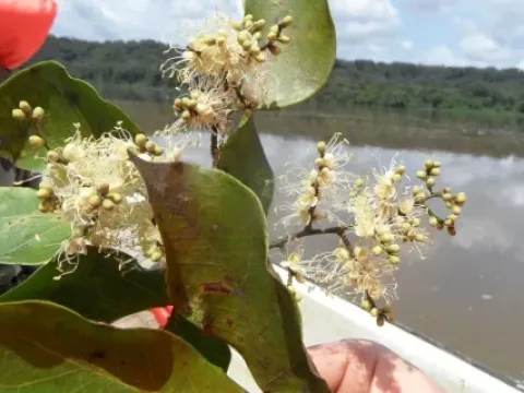 Guibourtia demeusei