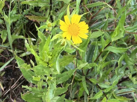 Guizotia scabra