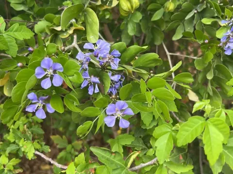 Guaiacum