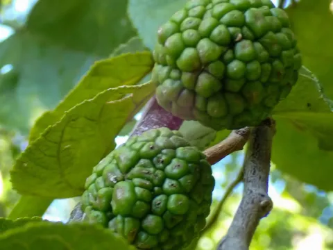 Guazuma tomentosa