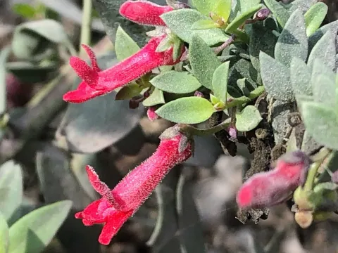 Galvezia
