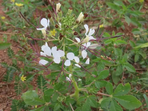 Gynandropsis