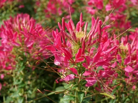 Gynandropsis spinosa