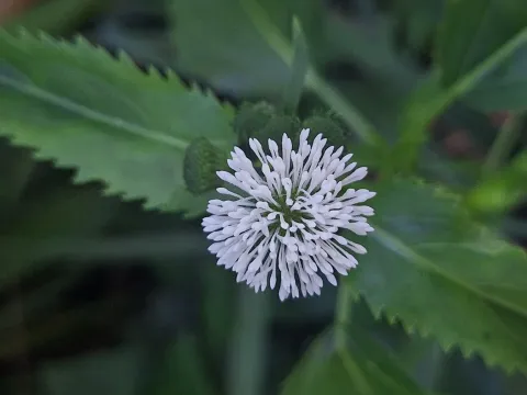 Гимнокоронис