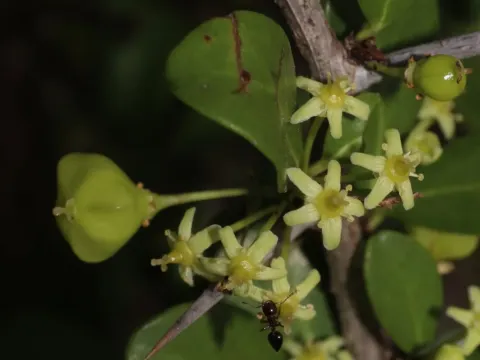 Gymnosporia