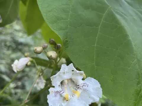 Катальпа