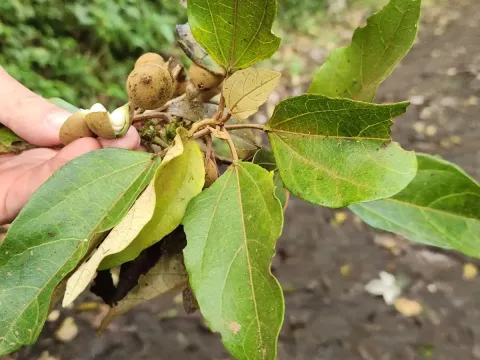Hampea