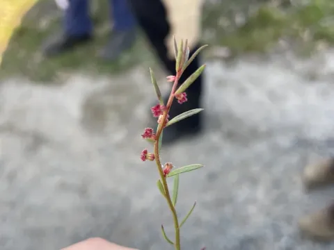 Haloragis heterophylla