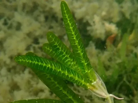 Halophila