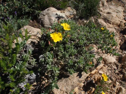 Woolly rock-rose