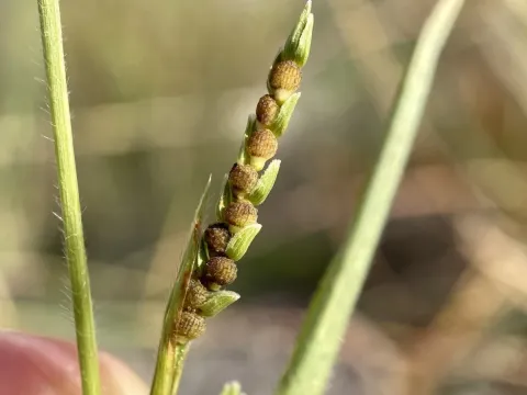 Hackelochloa