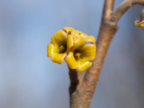 Large-leaved witch hazel