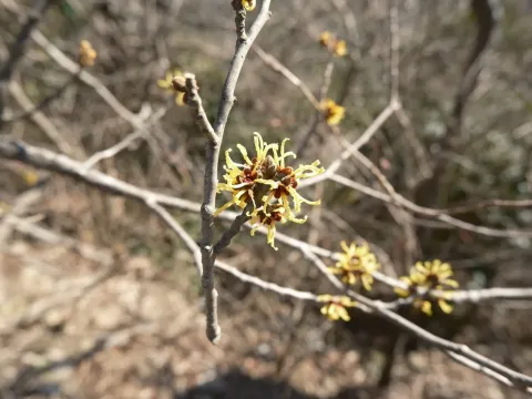 Chinese witch hazel