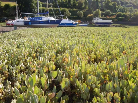 Sea purslane