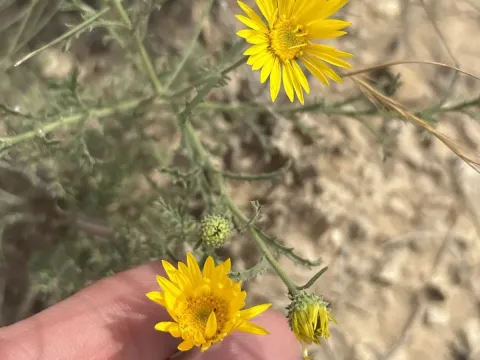 Xanthisma spinulosum