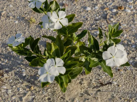 Madagascar periwinkle
