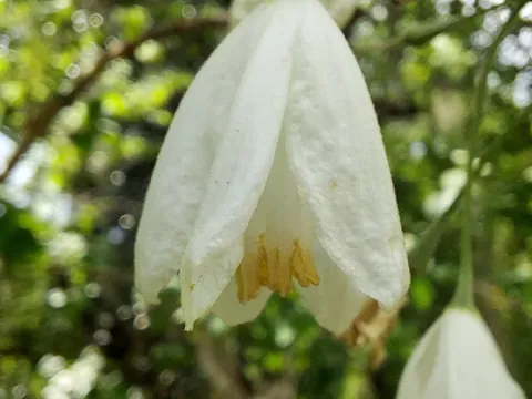 Halesia