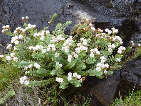 Veronica amplexicaulis