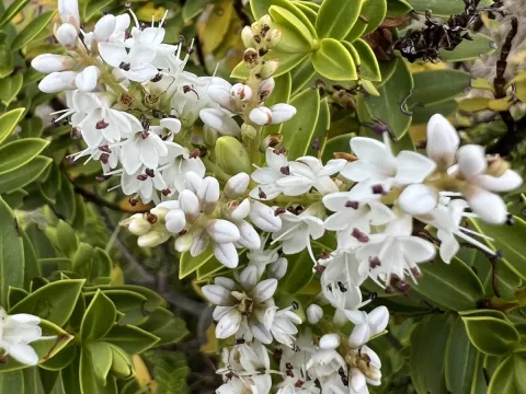 Veronica brachysiphon