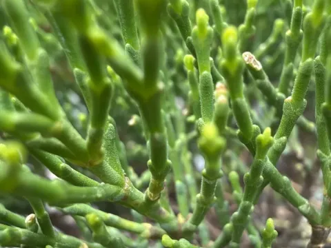 Cypress hebe