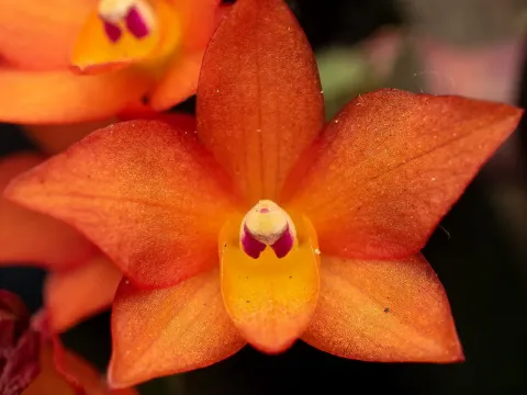 Cattleya
