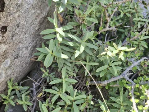 Glaucous-leaved speedwell