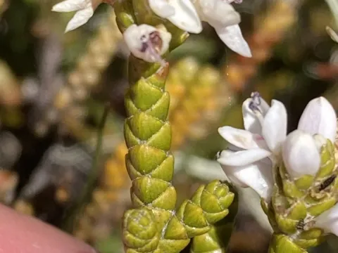 Veronica lycopodioides