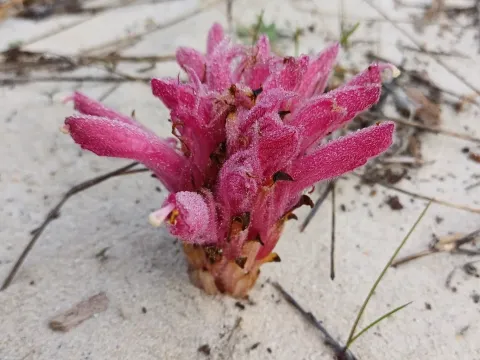 Hyobanche
