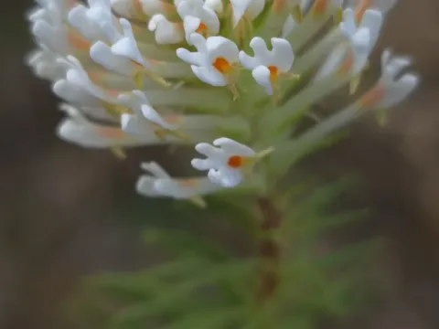 Hebenstretia