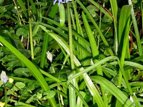 Hyacinthoides