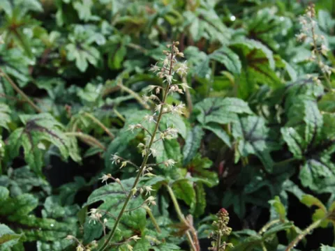 Heucherella