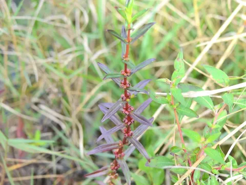 Hydrolythrum